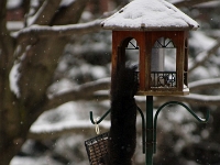 34104CrLeSh - A Squirrel going through contortions for some suet.JPG